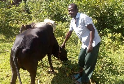 Man with Cow