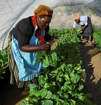 People growing vegetables