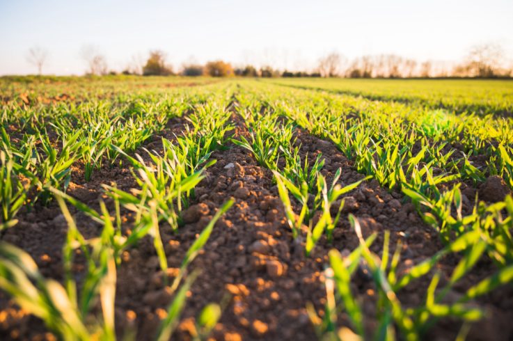 Rows of sprouting seeds at a Carbon 180 farm.