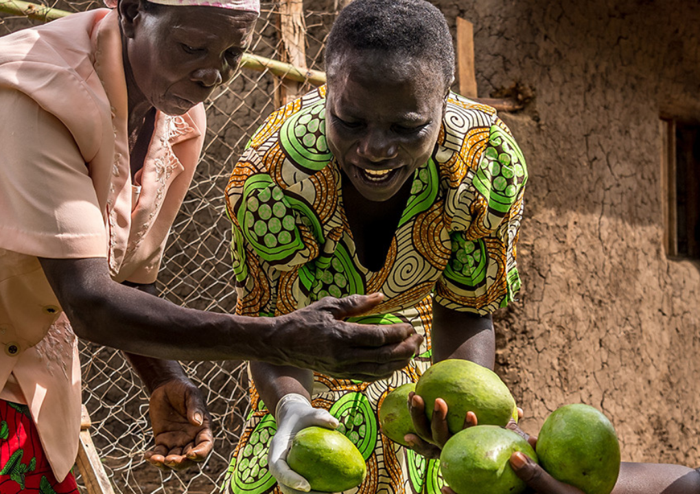 A Village Enterprise fruit vendor showing mangos to a shopper.